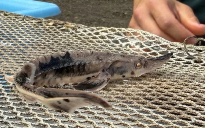 Sturgeon restoration mission in progress